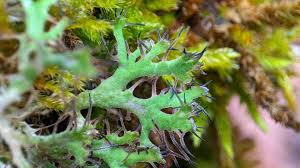 Attēlu rezultāti vaicājumam “Anaptychia ciliaris”