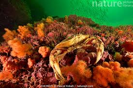 Image result for Cancer irroratus