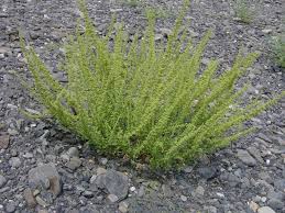 Attēlu rezultāti vaicājumam “Chenopodium polyspermum var. acutifolium flower”