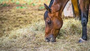 Resultado de imagen para sliced horse