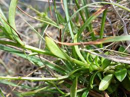 Attēlu rezultāti vaicājumam “Polygala vulgaris leaf”