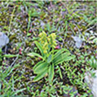 Attēlu rezultāti vaicājumam “Herminium monorchis fruit”