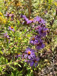 Attēlu rezultāti vaicājumam “Symphyotrichum novae-angliae flower”