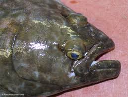 Image result for Hippoglossus hippoglossus