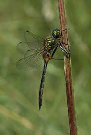 Attēlu rezultāti vaicājumam “Somatochlora flavomaculata”