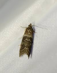 Attēlu rezultāti vaicājumam “Ortholepis betulae”