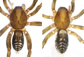 Attēlu rezultāti vaicājumam “Miturgidae”