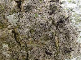 Attēlu rezultāti vaicājumam “Opegrapha rufescens”