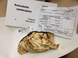 Attēlu rezultāti vaicājumam “Antrodiella semisupina”