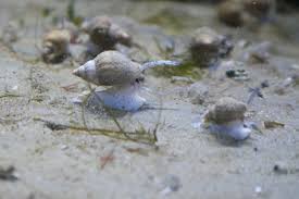 Image result for Buccinum undatum