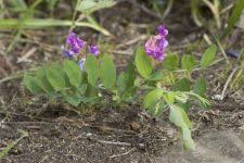 Attēlu rezultāti vaicājumam “Lathyrus japonicus subsp. maritimus fruit”