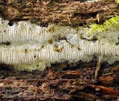 Attēlu rezultāti vaicājumam “Dentipellis fragilis”