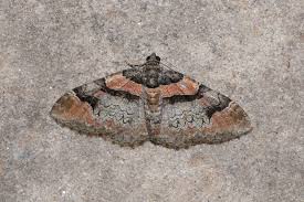 Attēlu rezultāti vaicājumam “Catarhoe rubidata”