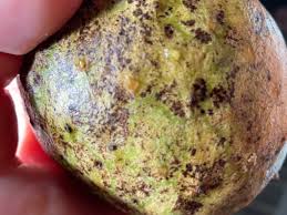 Attēlu rezultāti vaicājumam “Libanotis montana fruit”