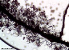 Attēlu rezultāti vaicājumam “Stemonaria irregularis”