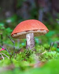 Attēlu rezultāti vaicājumam “Hydnellum aurantiacum”