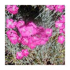 Image result for Dianthus gratianopolitanus