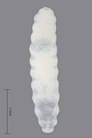 Attēlu rezultāti vaicājumam “Contarinia petioli”