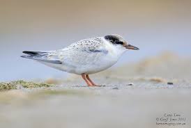 Attēlu rezultāti vaicājumam “Sternula albifrons”