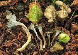 Attēlu rezultāti vaicājumam “Pseudocraterellus sinuosus”