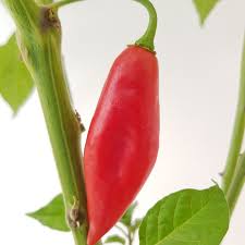 Afbeeldingsresultaat voor chili maya hot pepper hot pepper