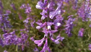 Attēlu rezultāti vaicājumam “Vicia tenuifolia flower”