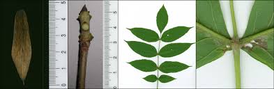 Attēlu rezultāti vaicājumam “Fraxinus excelsior leaf”