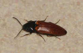 Attēlu rezultāti vaicājumam “Ampedus pomorum”