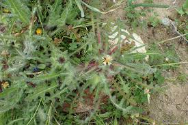 Image result for Cnicus benedictus