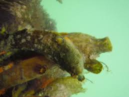 Attēlu rezultāti vaicājumam “Scardia boletella exuvia”