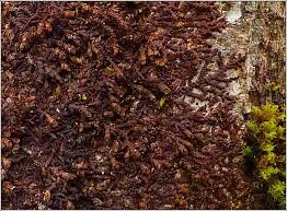 Attēlu rezultāti vaicājumam “Frullania dilatata”