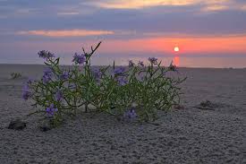 Attēlu rezultāti vaicājumam “Cakile maritima subsp. baltica”
