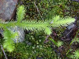 Attēlu rezultāti vaicājumam “Lycopodiaceae”