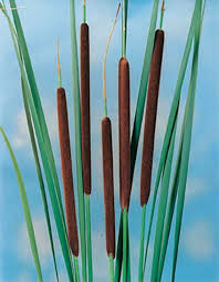 Attēlu rezultāti vaicājumam “Typha angustifolia”