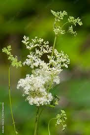 Attēlu rezultāti vaicājumam “Filipendula ulmaria”