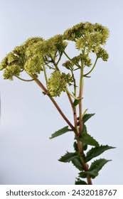 Attēlu rezultāti vaicājumam “Hylotelephium maximum flower”