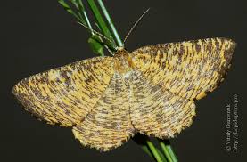 Attēlu rezultāti vaicājumam “Angerona prunaria”