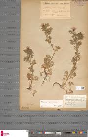 Attēlu rezultāti vaicājumam “Poa remota”