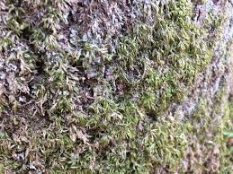 Attēlu rezultāti vaicājumam “Isothecium alopecuroides”