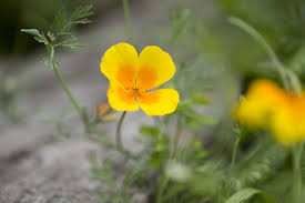 Attēlu rezultāti vaicājumam “Eschscholzia californica fruit”