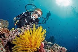 Image result for Deep Blue Diving