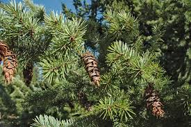 Attēlu rezultāti vaicājumam “Pseudotsuga menziesii fruit”