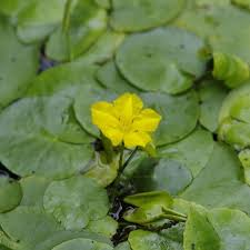 Image result for Seekanne