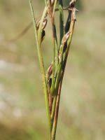 Attēlu rezultāti vaicājumam “Juncus gerardii bud”