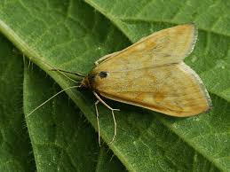 Attēlu rezultāti vaicājumam “Sitochroa verticalis”