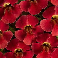 Image result for Mimulus x hybrida