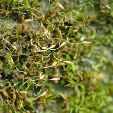 Attēlu rezultāti vaicājumam “Heterotrichia obvelata (syn. Arcyria obvelata) young”