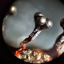 Attēlu rezultāti vaicājumam “Metatrichia vesparia spores”