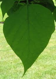 Attēlu rezultāti vaicājumam “Catalpa ovata leaf”