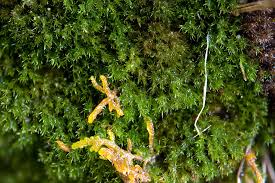 Attēlu rezultāti vaicājumam “Eucladium verticillatum”